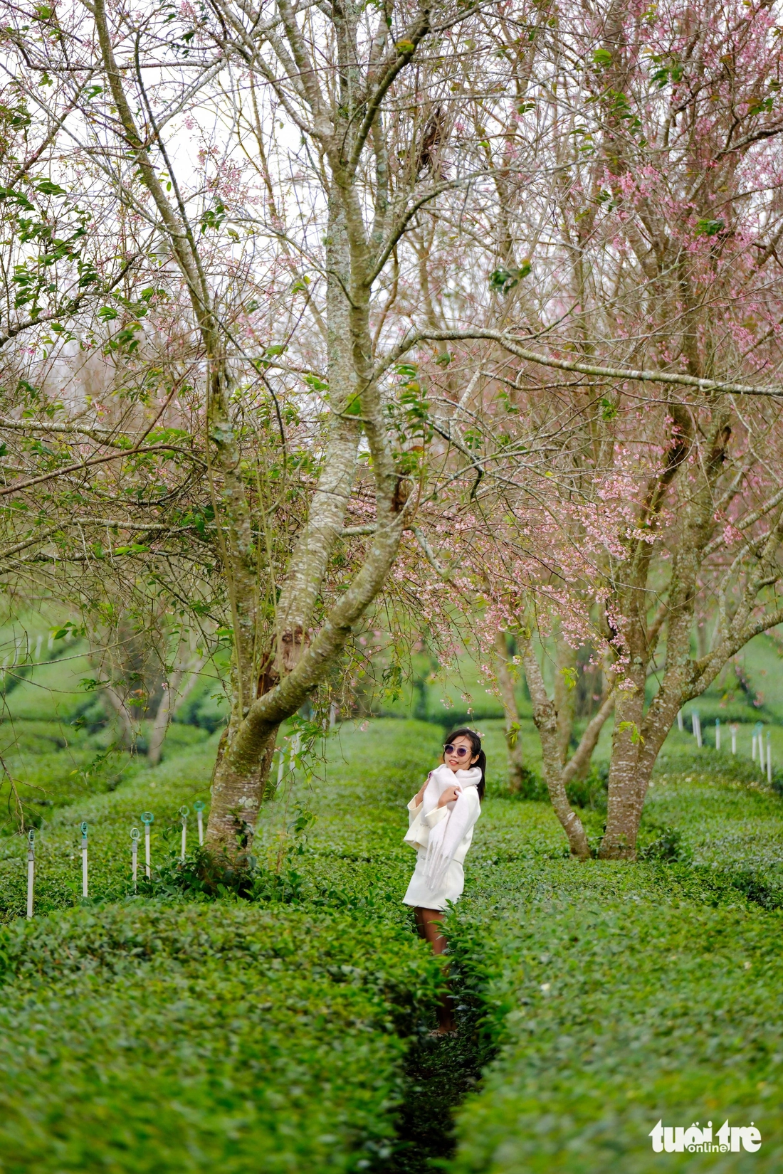 Mùa mai anh đào Đà Lạt nở sớm ở khu Cầu Đất, nội ô lác đác hồng - Ảnh 6.