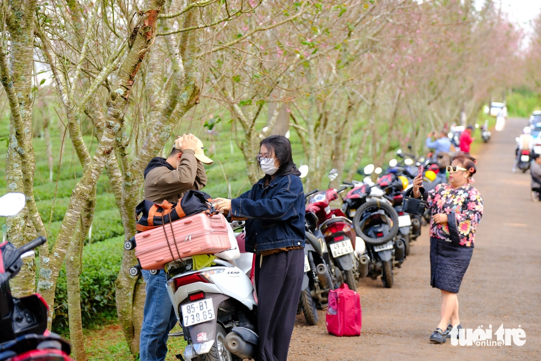 Mùa mai anh đào Đà Lạt nở sớm ở khu Cầu Đất, nội ô lác đác hồng - Ảnh 7.