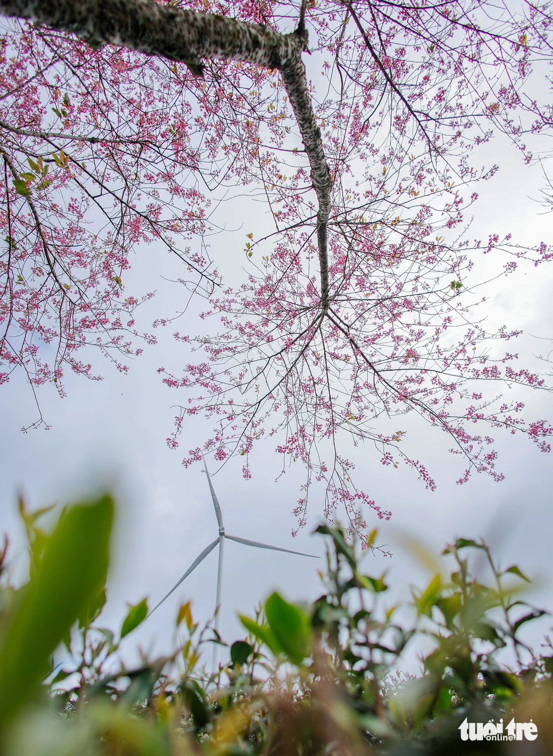 mai anh đào - Ảnh 7.