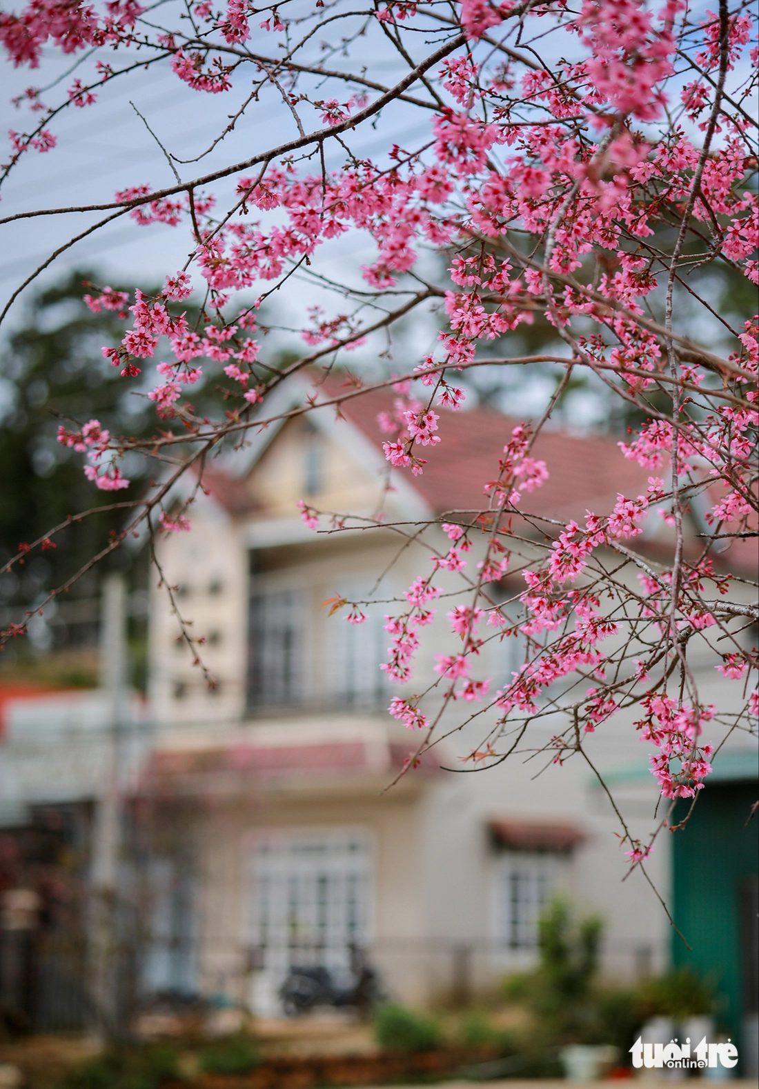 mai anh đào - Ảnh 8.