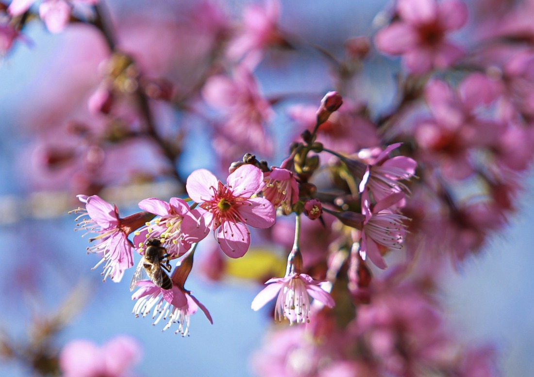 Lên đồ ngắm mùa hoa mai anh đào ở Hà Giang - Ảnh 6.