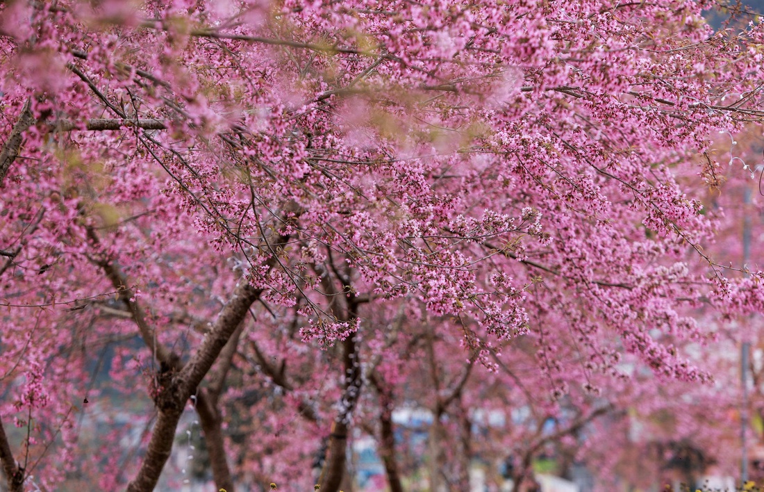 hà giang - Ảnh 6.