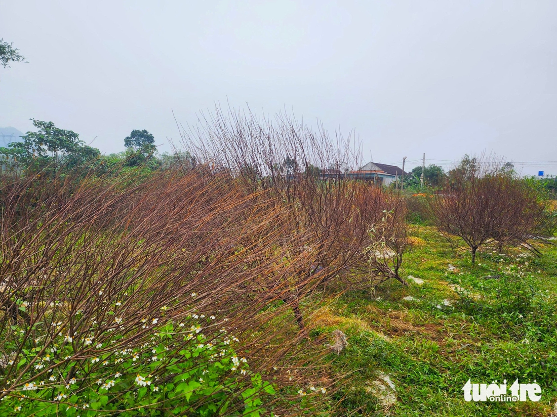 Người dân ở thủ phủ đào phai Hà Tĩnh lo mất vụ Tết vì đào chết hàng loạt - Ảnh 1.