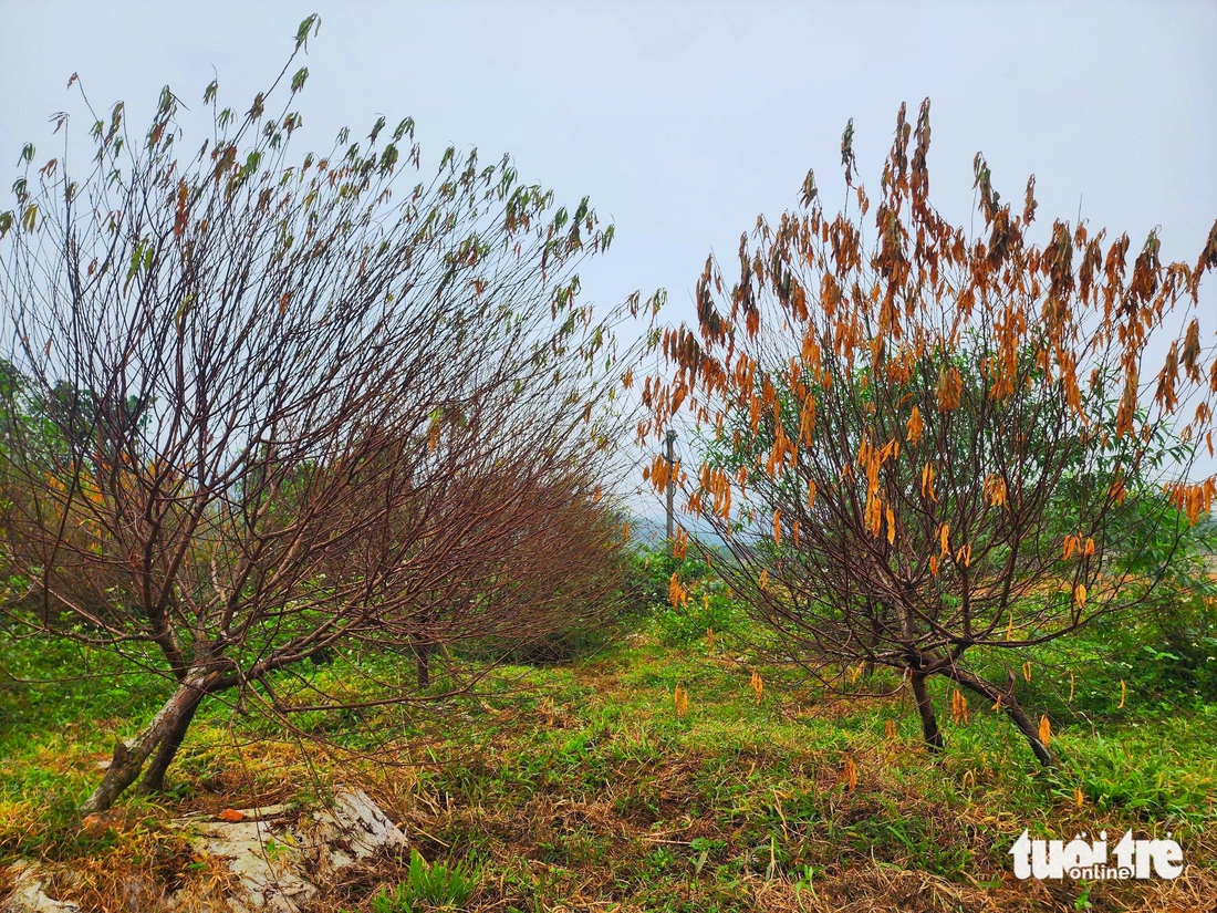 Người dân ở thủ phủ đào phai Hà Tĩnh lo mất vụ Tết vì đào chết hàng loạt - Ảnh 2.