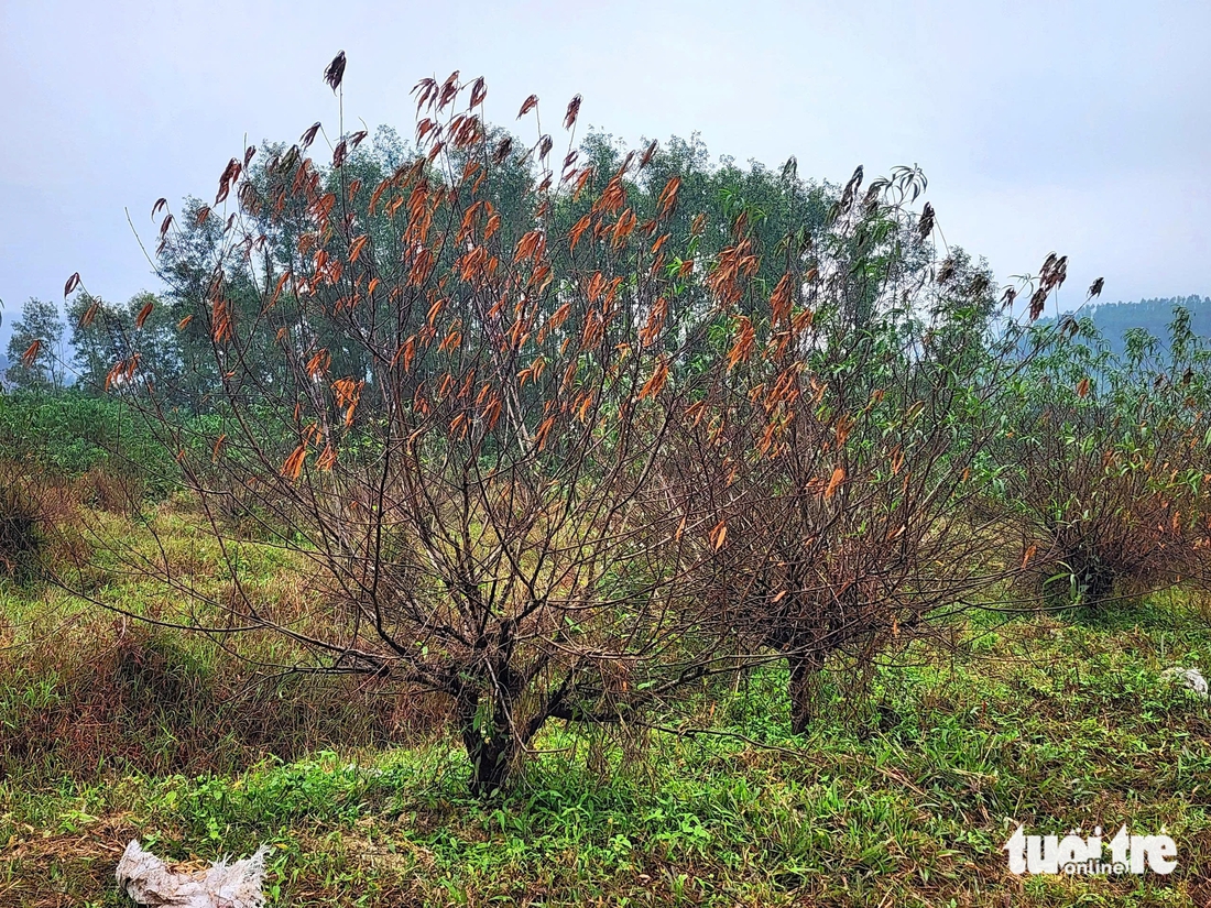 đào phai - Ảnh 3.