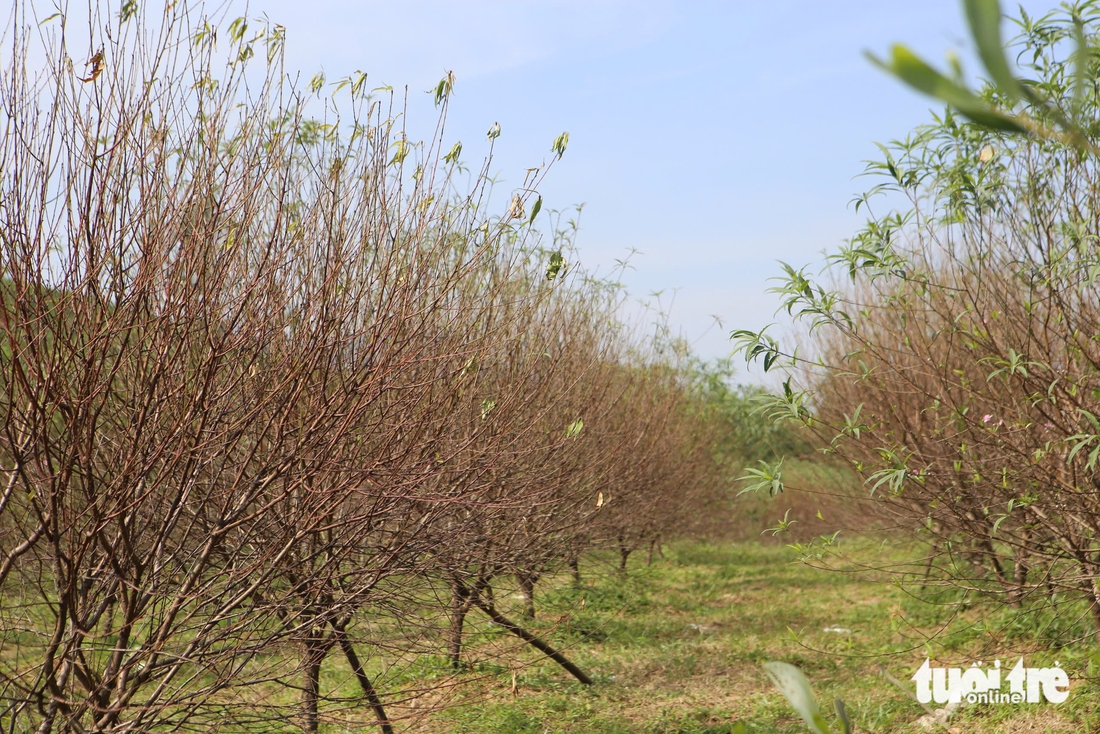 Người dân ở thủ phủ đào phai Hà Tĩnh lo mất vụ Tết vì đào chết hàng loạt - Ảnh 5.