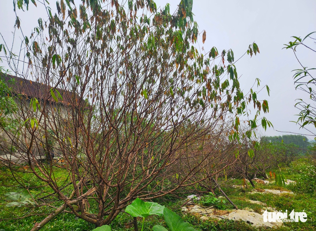 Người dân ở thủ phủ đào phai Hà Tĩnh lo mất vụ Tết vì đào chết hàng loạt - Ảnh 6.