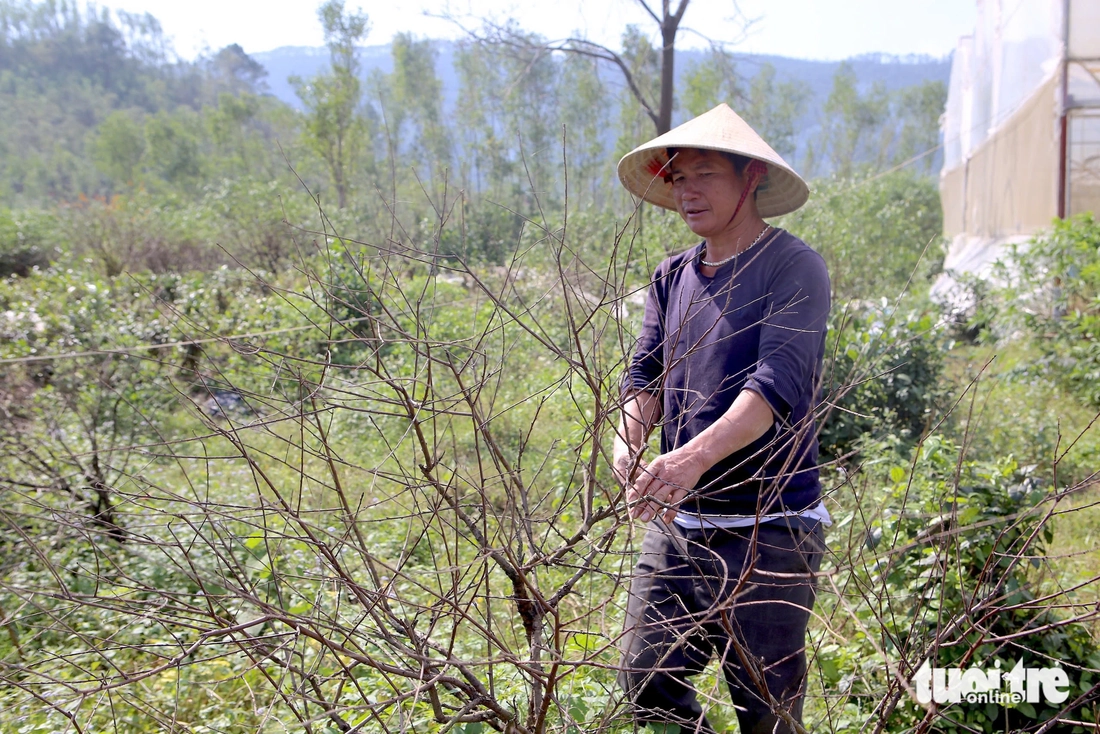 đào phai - Ảnh 7.