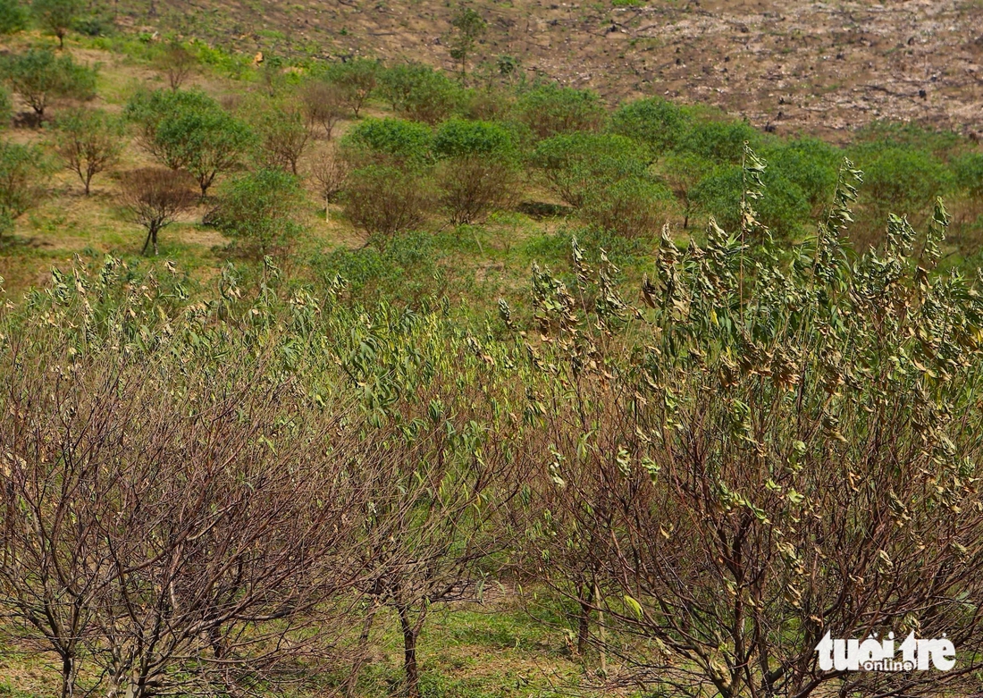 Người dân ở thủ phủ đào phai Hà Tĩnh lo mất vụ Tết vì đào chết hàng loạt - Ảnh 8.