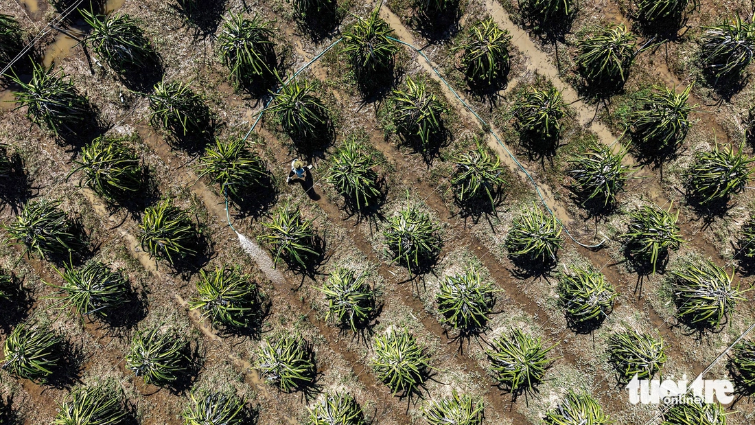 Nhà vườn thanh long Bình Thuận mất trắng vì lũ - Ảnh 2.