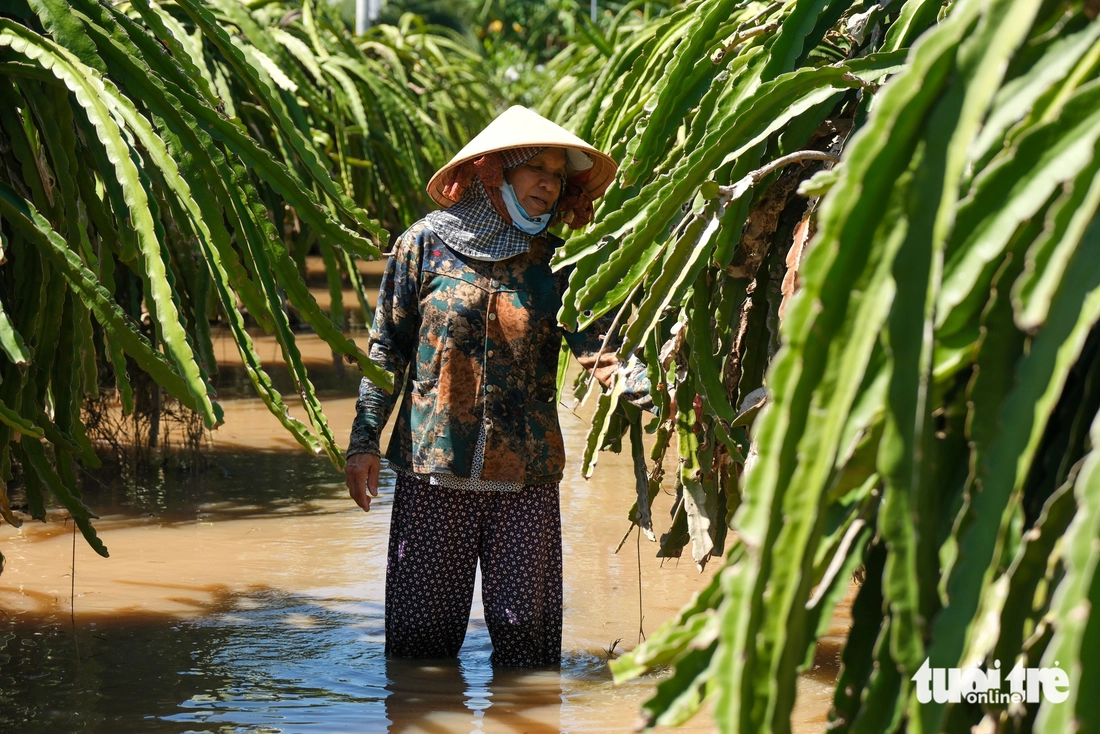 Nhà vườn thanh long Bình Thuận mất trắng vì lũ - Ảnh 5.