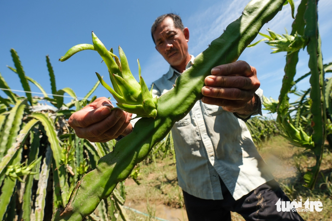 Nhà vườn thanh long Bình Thuận mất trắng vì lũ - Ảnh 7.