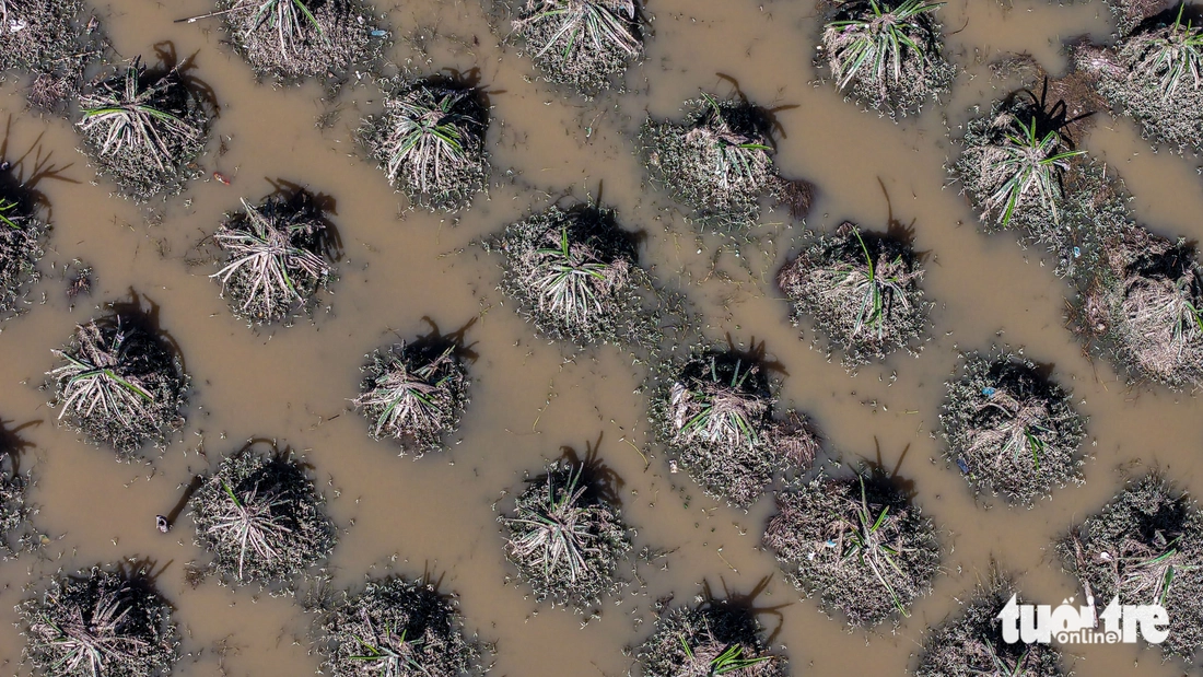 Nhà vườn thanh long Bình Thuận mất trắng vì lũ - Ảnh 8.