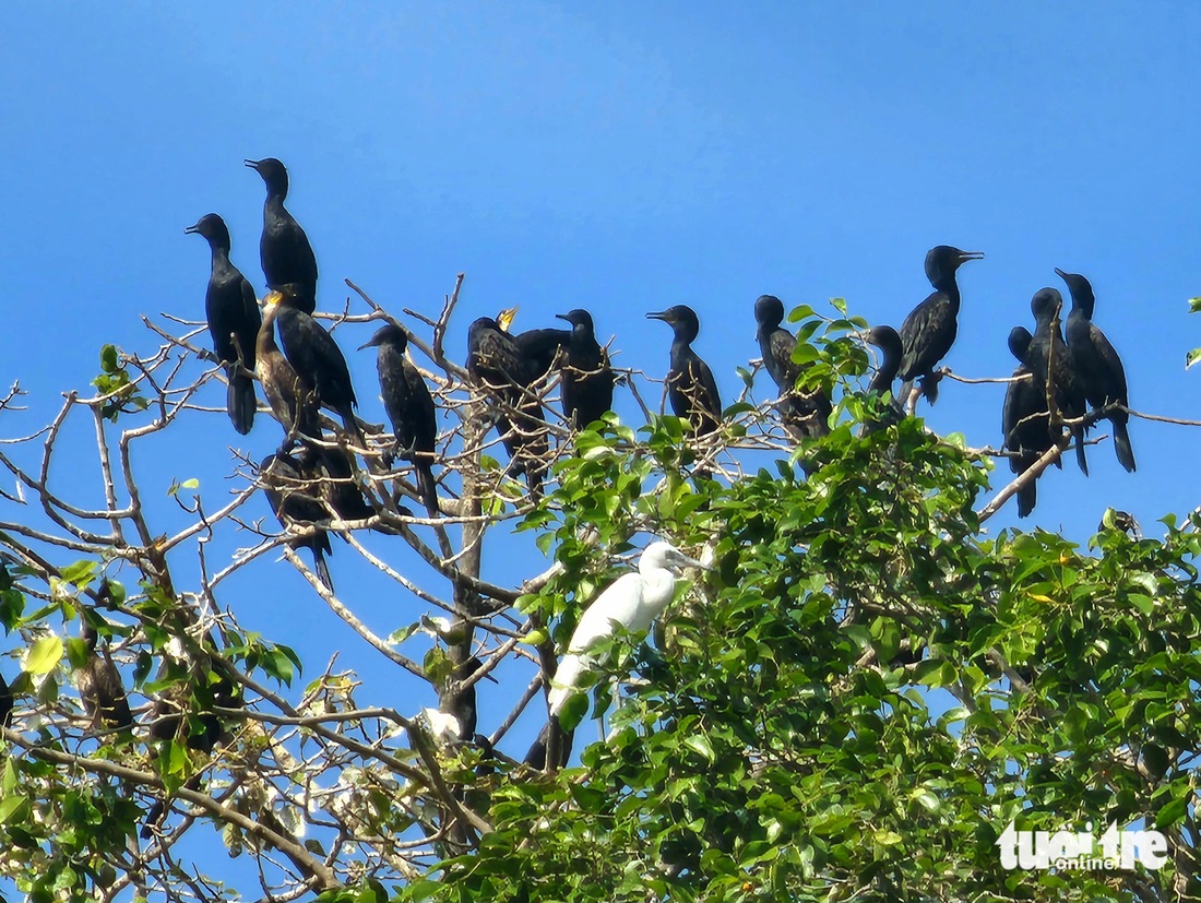 Hàng ngàn chim trời trú ngụ khu vườn ngay bên quốc lộ 91 ở An Giang - Ảnh 5.