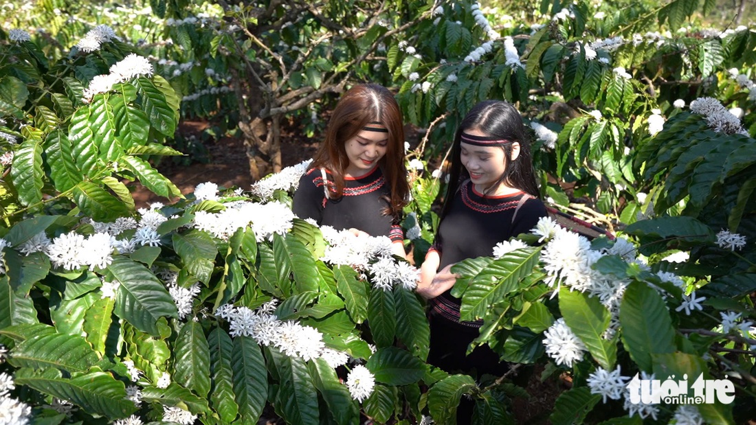 Tây Nguyên đẹp hơn khi vào mùa hoa cà phê trắng muốt đầu xuân - Ảnh 3.