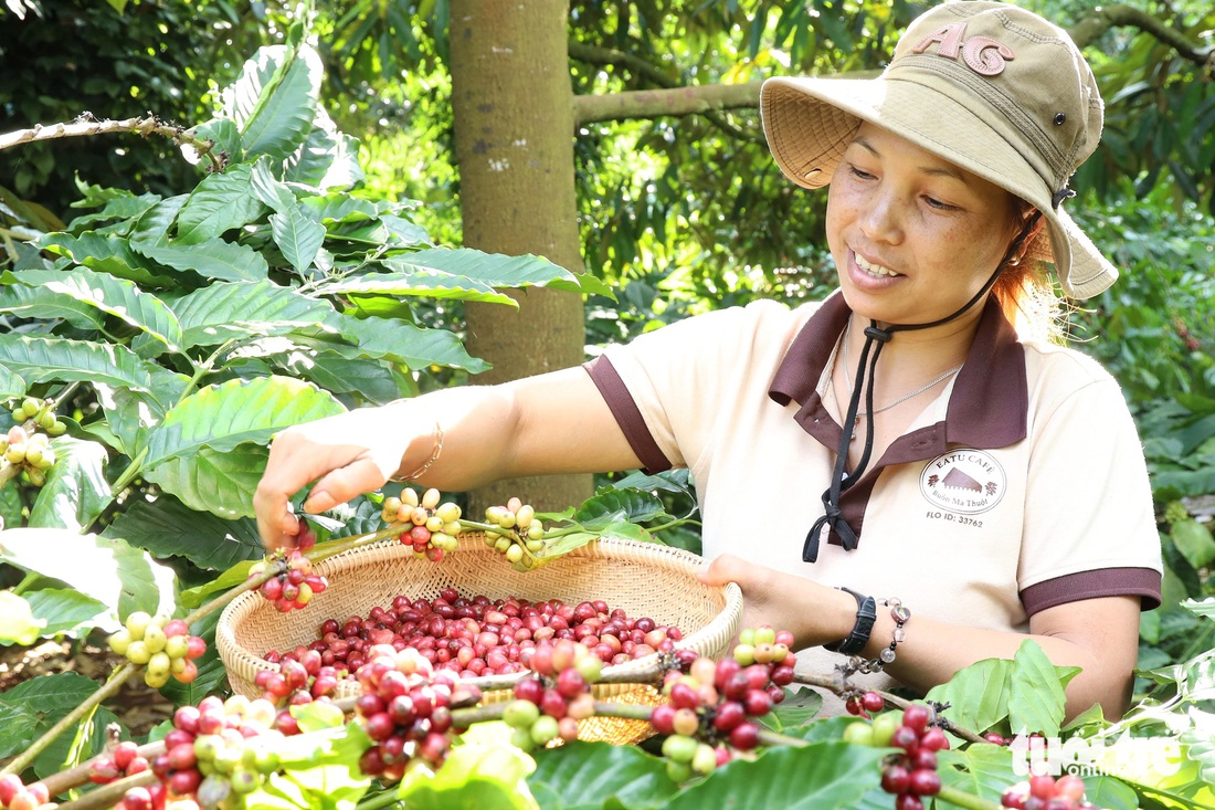 Tây Nguyên đẹp hơn khi vào mùa hoa cà phê trắng muốt đầu xuân - Ảnh 8.