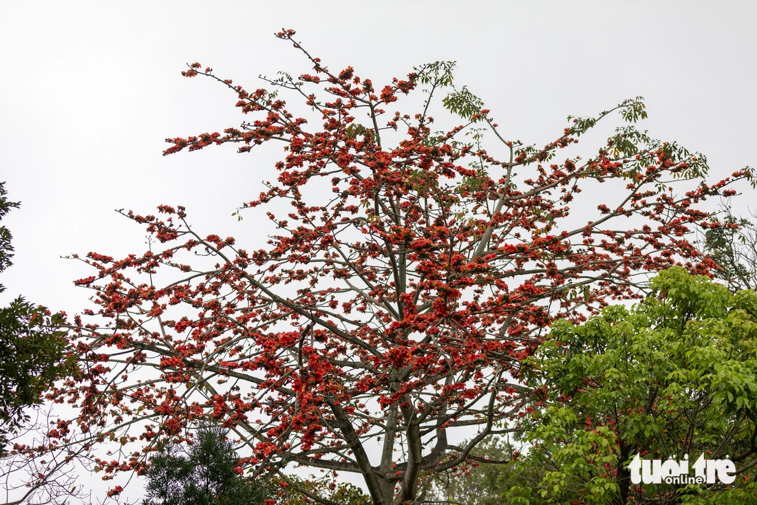 Hoa gạo nở đỏ rực trong công viên mang tên cố Tổng Bí thư Lê Duẩn - Ảnh 4.