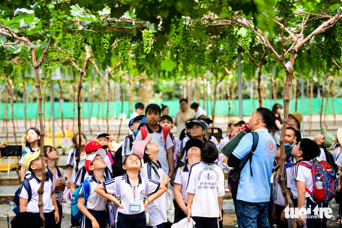 Cuối tuần, trải nghiệm vườn nho, nông trại xanh giữa lòng thành phố - Ảnh 1.