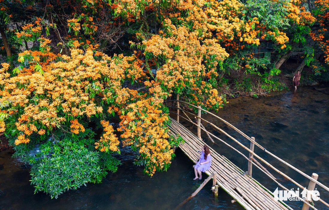 Ngây ngất sắc hoa trang rừng bung nở rực rỡ giữa suối Tà Má - Ảnh 5.