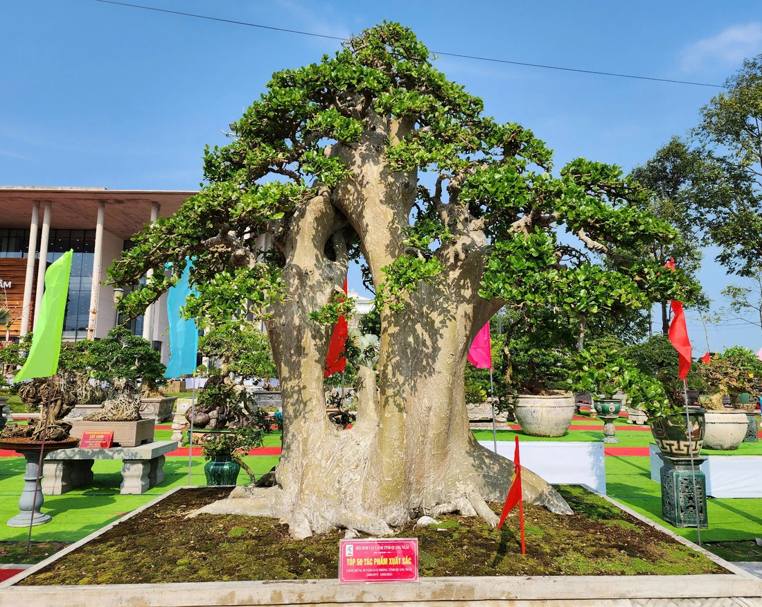 Siêu bonsai hội tụ tại Quảng Ngãi hút mắt người xem - Ảnh 11.