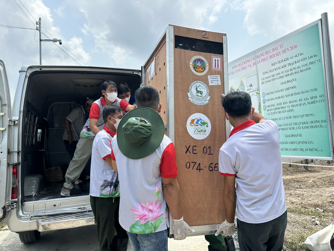 sếu đầu đỏ - Ảnh 1.