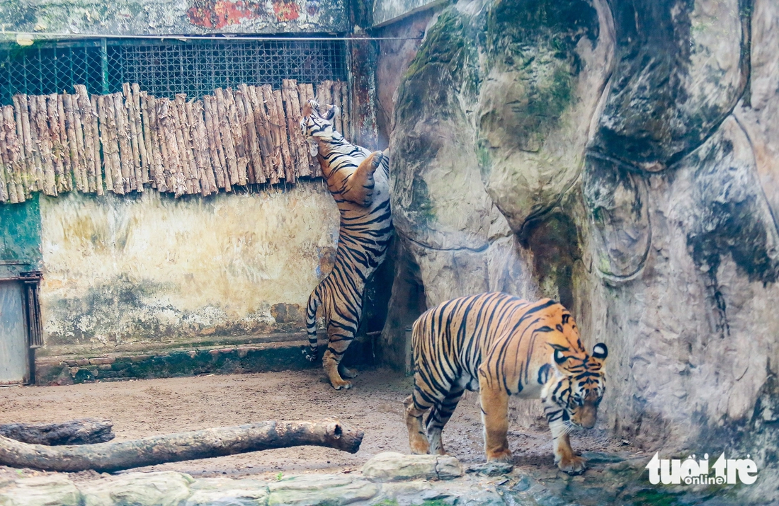 2 hổ con Bình và Dương ở Thảo cầm viên tròn 2 tuổi: Vẫn ôm nhau ngủ, mê tắm mưa - Ảnh 1.