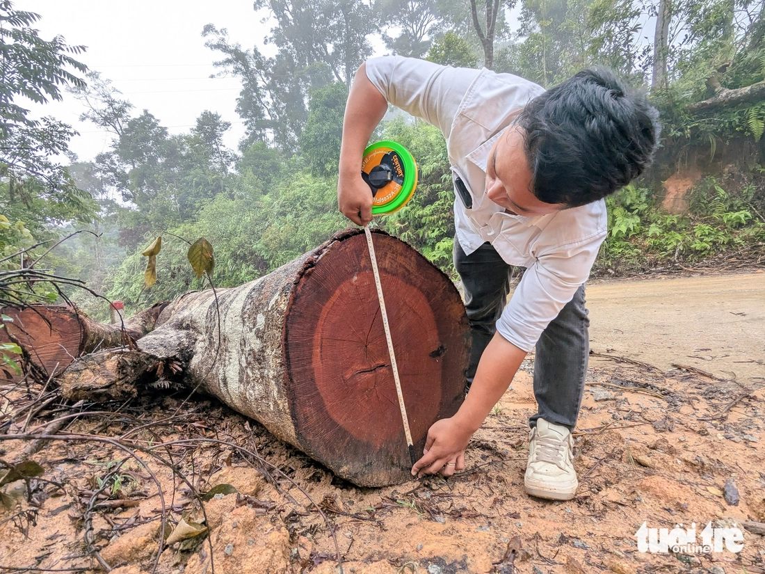 Hàng ngàn cây gỗ 'khủng' bị cưa hạ la liệt để làm dự án mở đường - Ảnh 8.