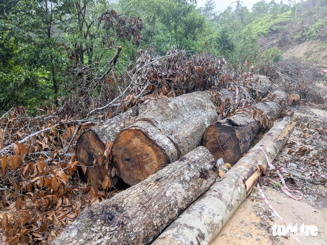 Hàng ngàn cây gỗ 'khủng' bị cưa hạ la liệt để làm dự án mở đường - Ảnh 3.