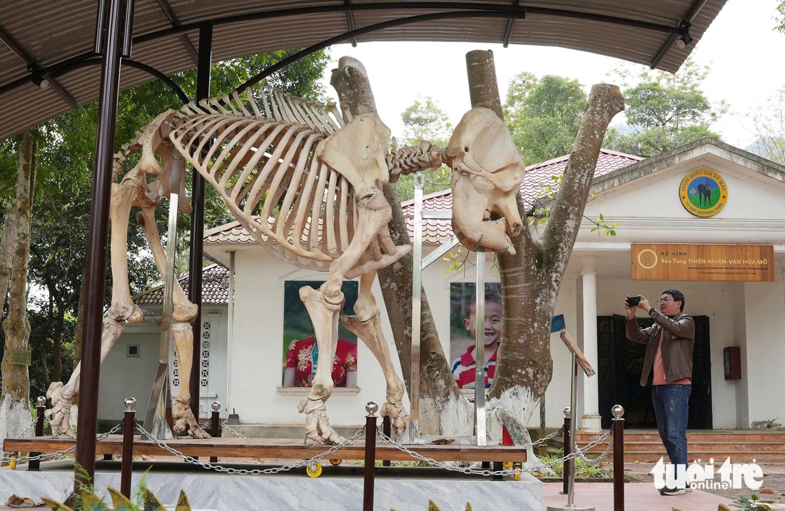 xương voi - Ảnh 1.