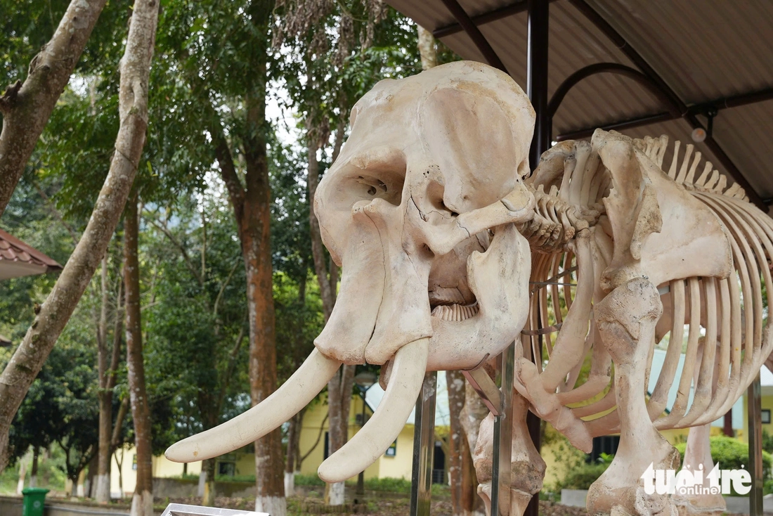 Trưng bày tiêu bản xương voi rừng tại Vườn quốc gia Pù Mát - Ảnh 3.