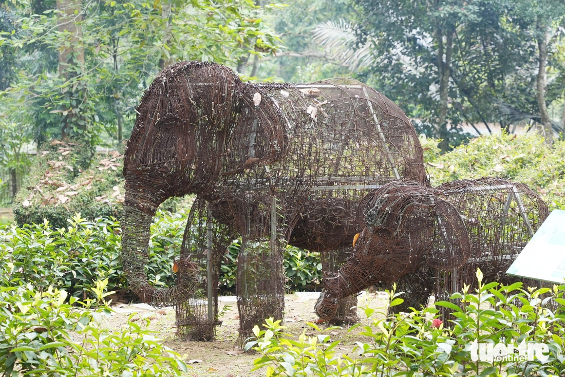 xương voi - Ảnh 6.