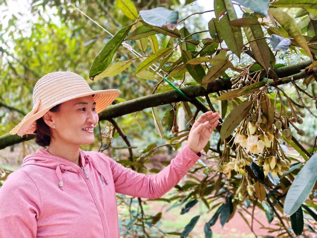 Mạnh tay với gian lận xuất khẩu sầu riêng - Ảnh 1. sầu riêng - Ảnh 1.