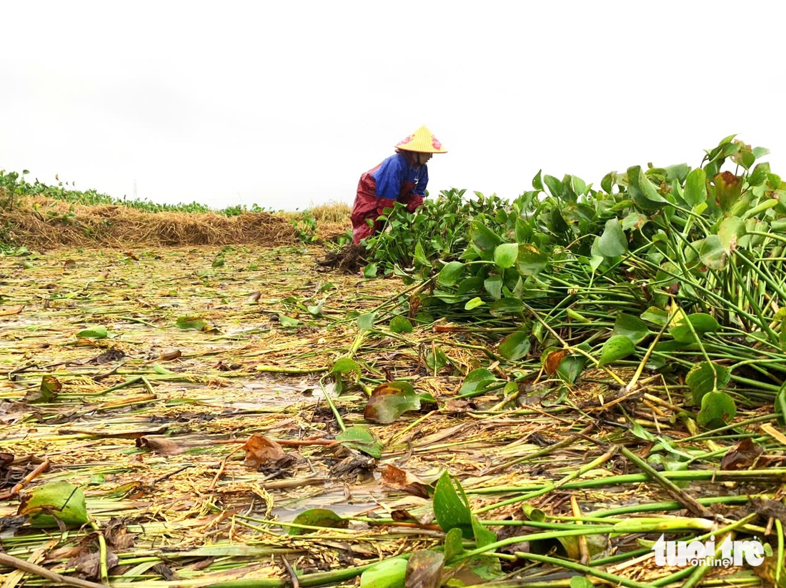 bèo tây - Ảnh 2.