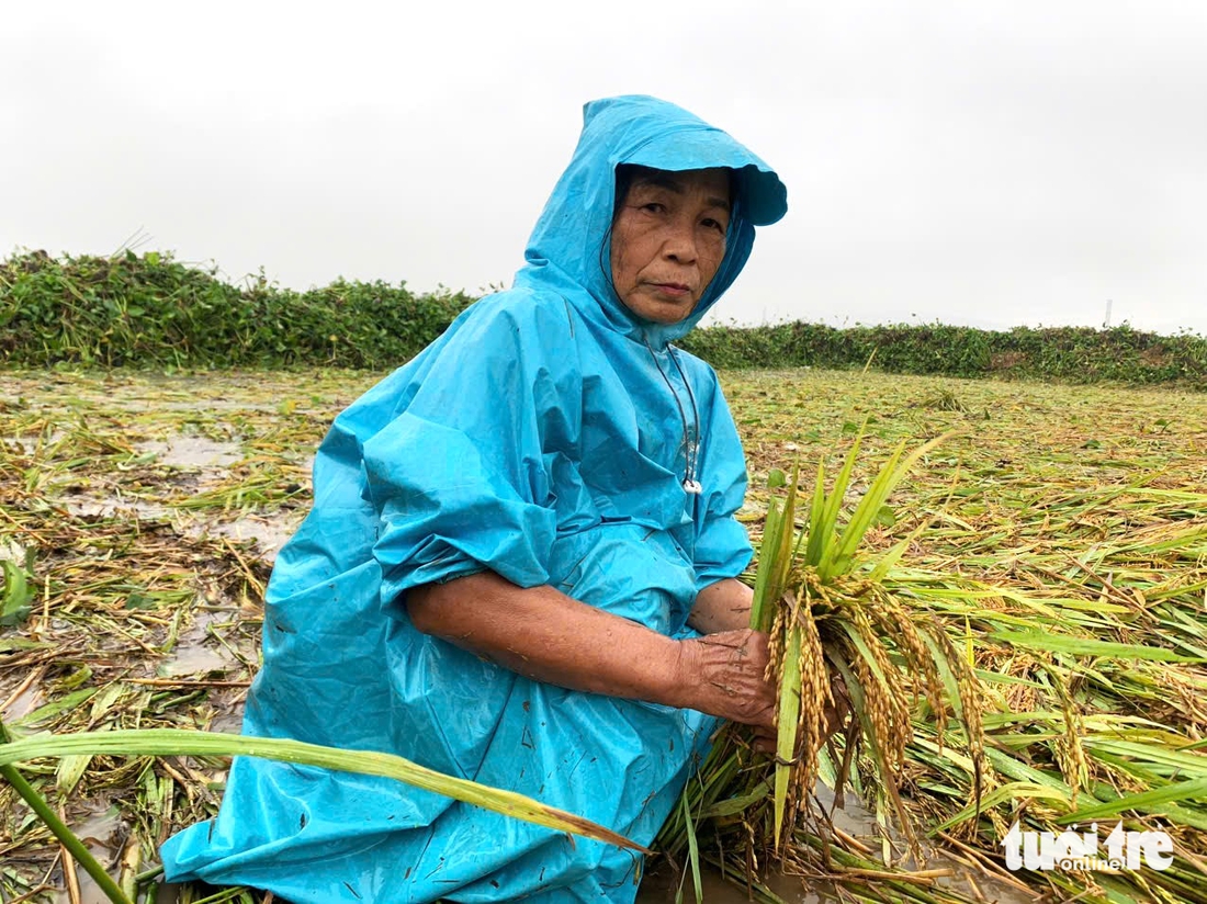 bèo tây - Ảnh 4.
