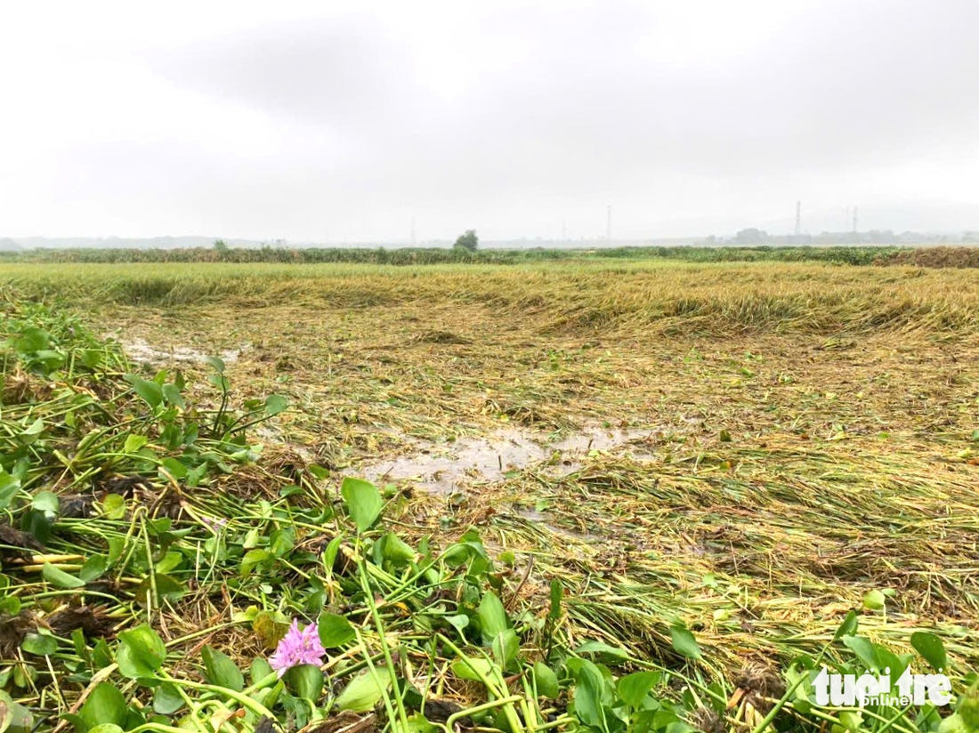 Xót cảnh người dân dầm mình dưới mưa cứu lúa đổ rạp trong lũ - Ảnh 6.