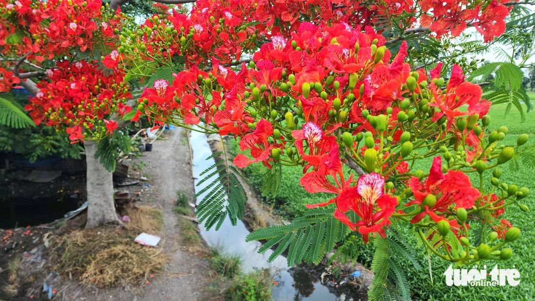 Phượng cô đơn nổi bật giữa đồng ở TP.HCM, mong đừng ai bẻ hoa, xả rác - Ảnh 3.