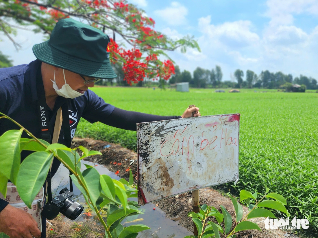 Phượng cô đơn nổi bật giữa đồng ở TP.HCM, mong đừng ai bẻ hoa, xả rác - Ảnh 5.