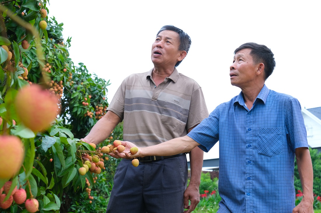 Nông dân 'đội nắng' chăm vườn vải thiều, u hồng xuất khẩu - Ảnh 2. Vượt nắng thắng mưa, đưa vải thiều xuất khẩu Mỹ, Trung Quốc, Nhật Bản - Ảnh 2.