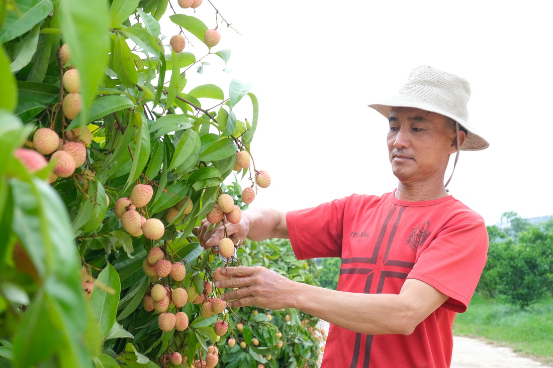 Nông dân 'đội nắng' chăm vườn vải thiều, u hồng xuất khẩu - Ảnh 1. vải thiều - Ảnh 1.