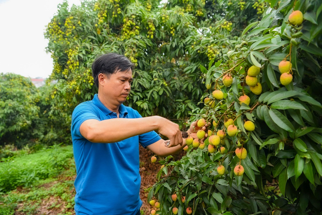 Nông dân 'đội nắng' chăm vườn vải thiều, u hồng xuất khẩu - Ảnh 4. vải thiều - Ảnh 4.