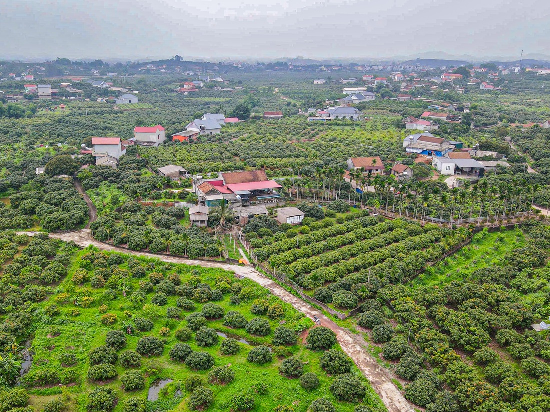 Nông dân 'đội nắng' chăm vườn vải thiều, u hồng xuất khẩu - Ảnh 5. Vượt nắng thắng mưa, đưa vải thiều xuất khẩu Mỹ, Trung Quốc, Nhật Bản - Ảnh 5.