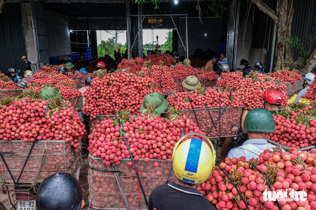 Điệp khúc vải thiều 'được mùa mất giá': Nông dân gồng mình đẩy hàng - Ảnh 1. Điệp khúc vải thiều 'được mùa giá rẻ như cho', nông dân gồng mình đẩy hàng - Ảnh 1.