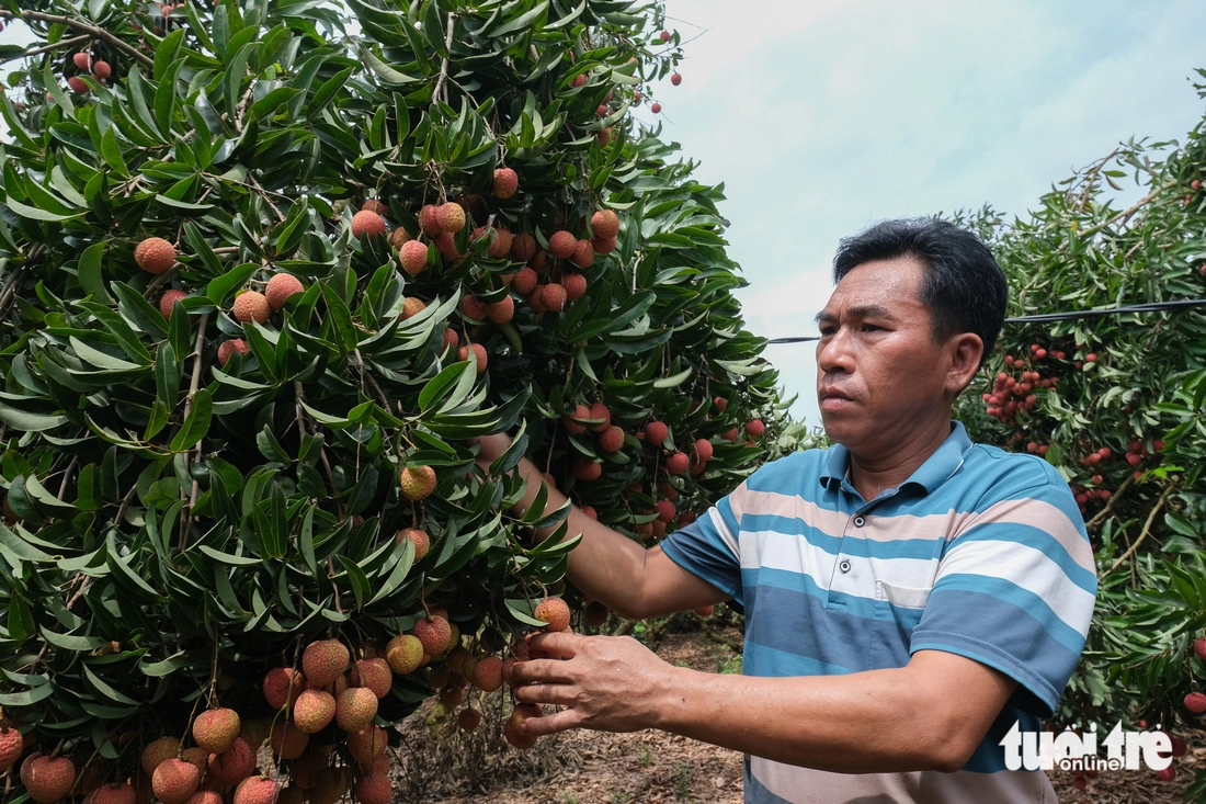 Điệp khúc vải thiều 'được mùa mất giá': Nông dân gồng mình đẩy hàng - Ảnh 2. Điệp khúc vải thiều 'được mùa giá rẻ như cho', nông dân gồng mình đẩy hàng - Ảnh 2.