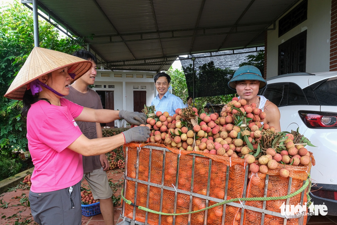 Điệp khúc vải thiều 'được mùa mất giá': Nông dân gồng mình đẩy hàng - Ảnh 3. Điệp khúc vải thiều 'được mùa giá rẻ như cho', nông dân gồng mình đẩy hàng - Ảnh 3.