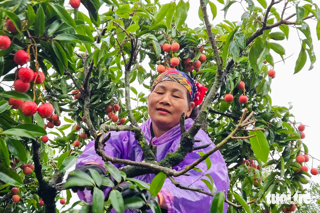 Điệp khúc vải thiều 'được mùa mất giá': Nông dân gồng mình đẩy hàng - Ảnh 4. Điệp khúc vải thiều 'được mùa giá rẻ như cho', nông dân gồng mình đẩy hàng - Ảnh 4.