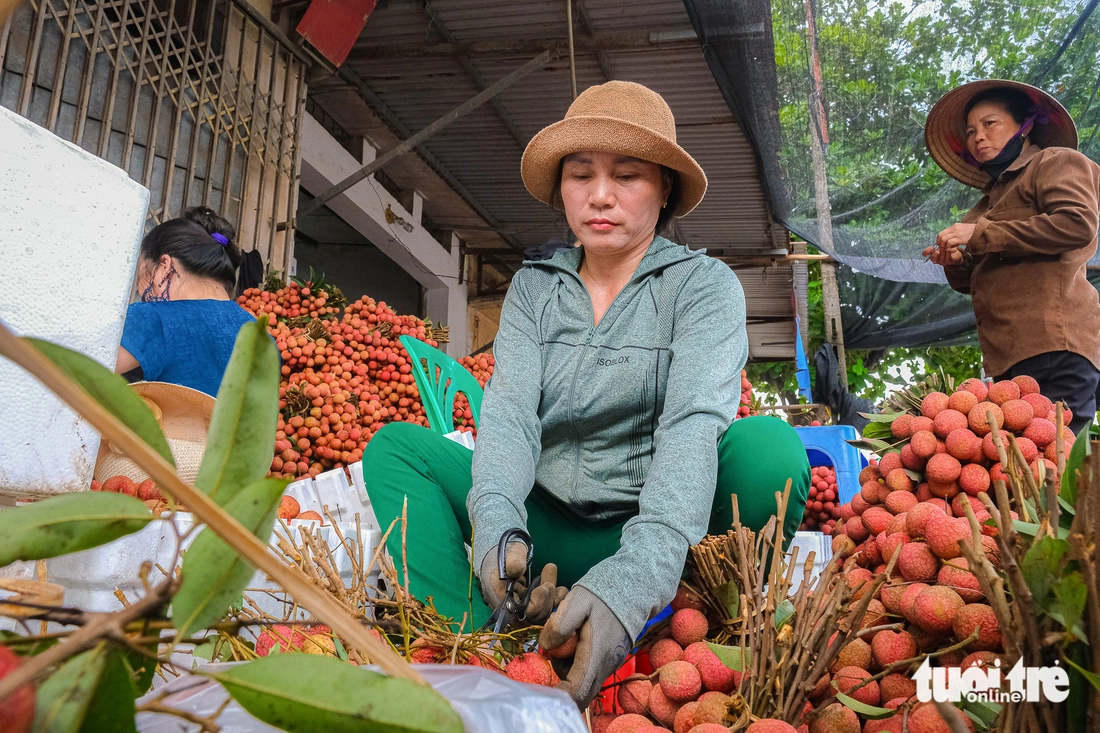 Dậy từ 4h sáng, kiếm tiền triệu mỗi ngày giữa mùa vải thiều Bắc Giang - Ảnh 1. vải thiều - Ảnh 1.
