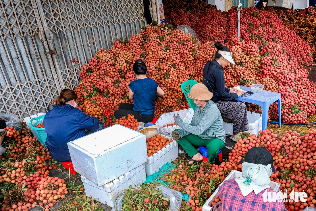 Dậy từ 4h sáng, kiếm tiền triệu mỗi ngày giữa mùa vải thiều Bắc Giang - Ảnh 5. Kiếm tiền triệu mỗi ngày giữa mùa vải thiều Bắc Giang - Ảnh 7.