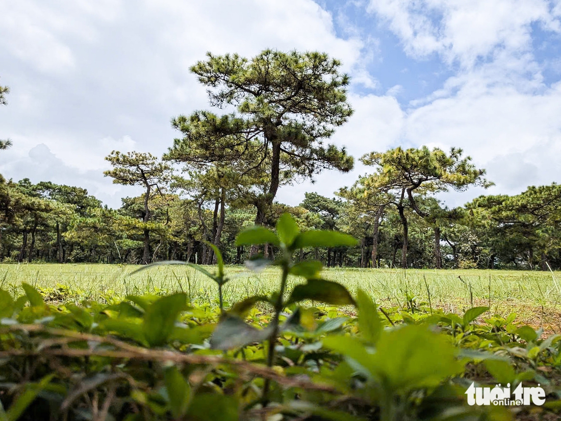 Dự án sân golf Đak Đoa sắp khởi động lại, hiện trạng ra sao?- Ảnh 7. Dự án sân golf Đak Đoa sắp khởi động lại, hiện trạng ra sao? - Ảnh 7.