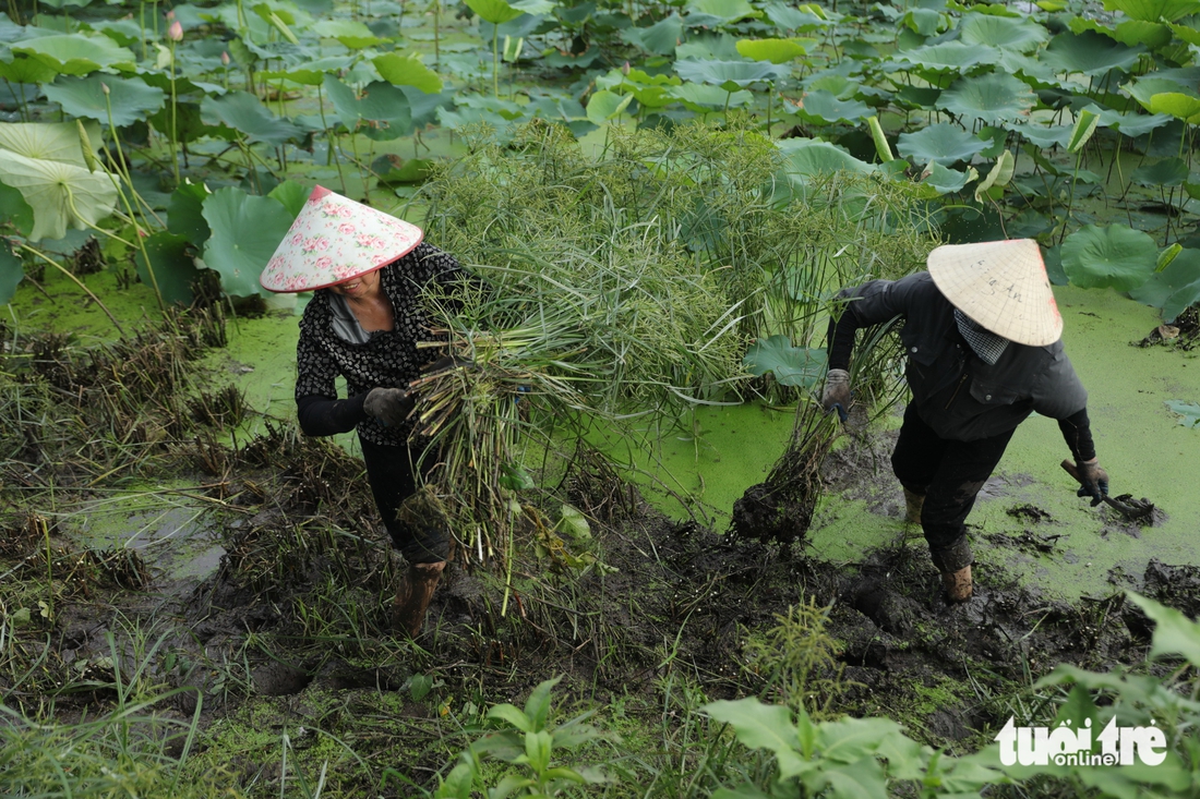 sen bách diệp - Ảnh 3.