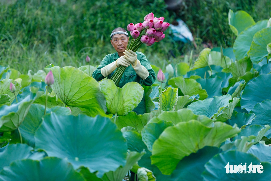 sen bách diệp - Ảnh 6.